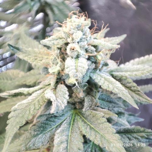 Choco Cream BSF. Week 14