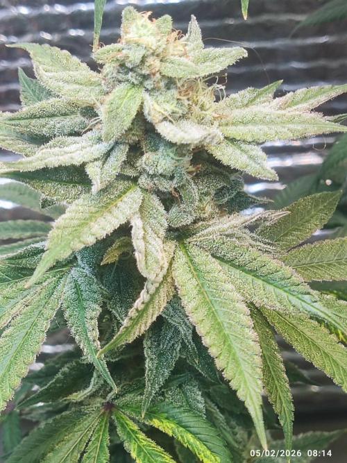 Choco Cream BSF. Week 14