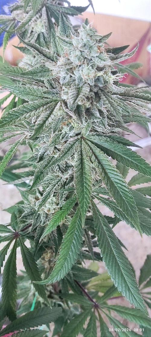 Choco Cream BSF. Week 14