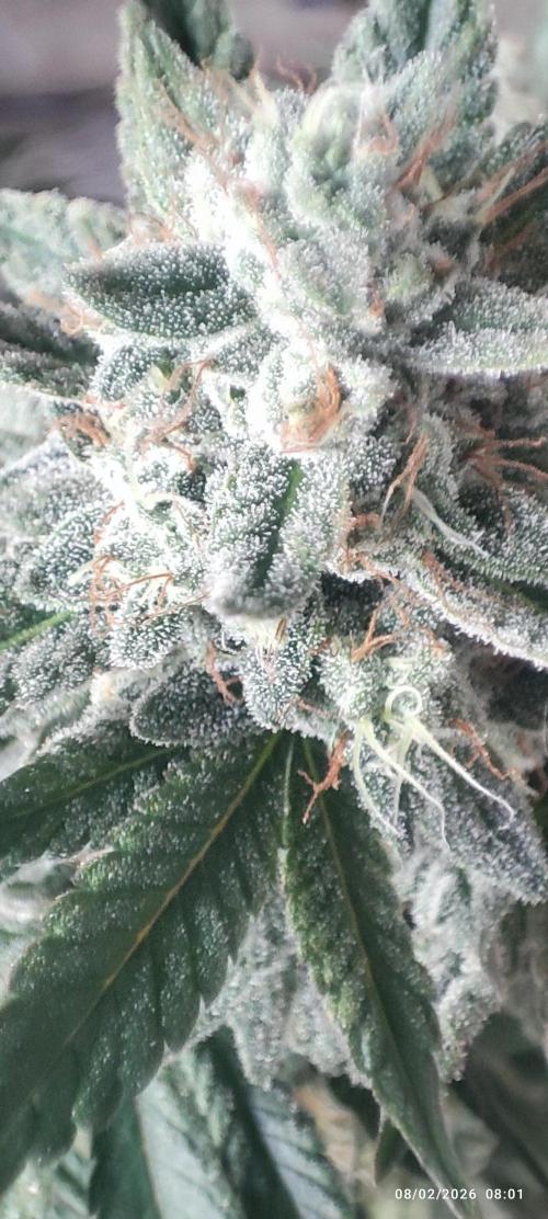 Choco Cream BSF. Week 14