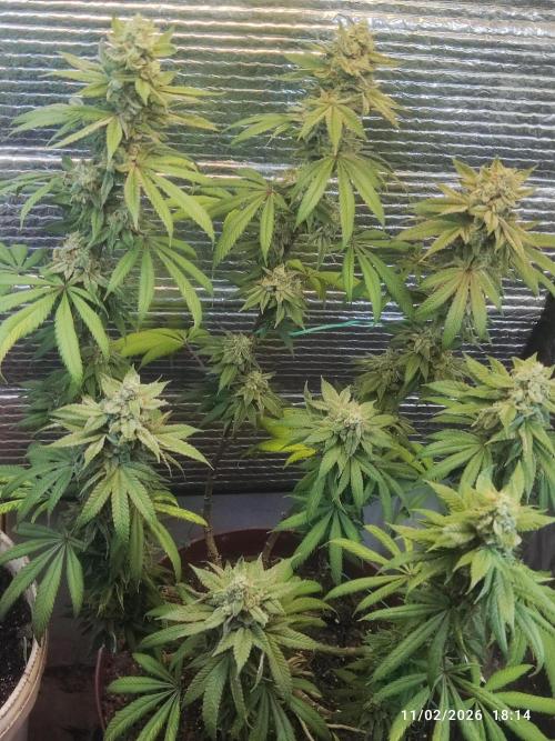 Choco Cream BSF. Week 15