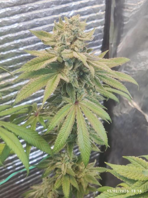 Choco Cream BSF. Week 15