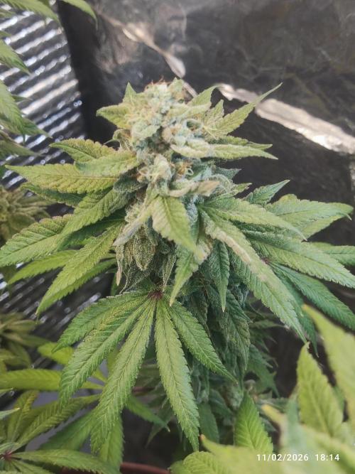 Choco Cream BSF. Week 15