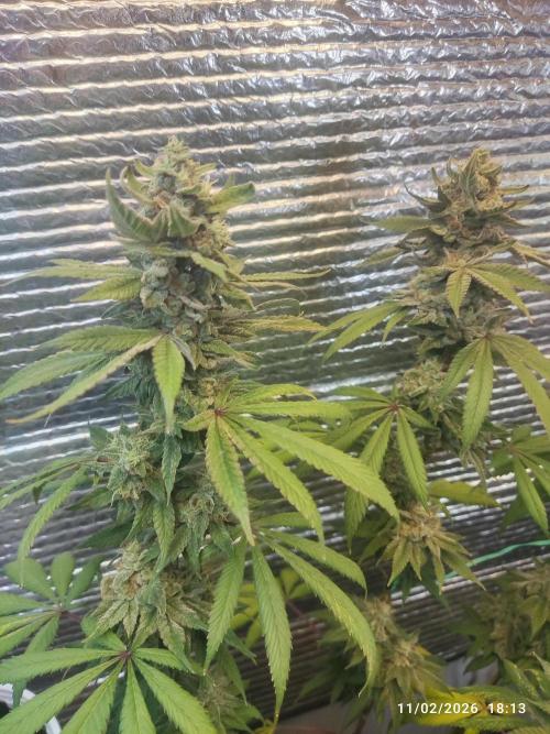 Choco Cream BSF. Week 15