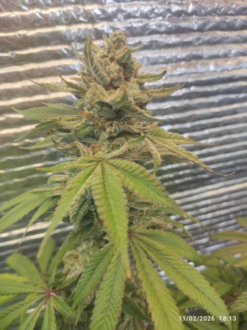 Choco Cream BSF. Week 15