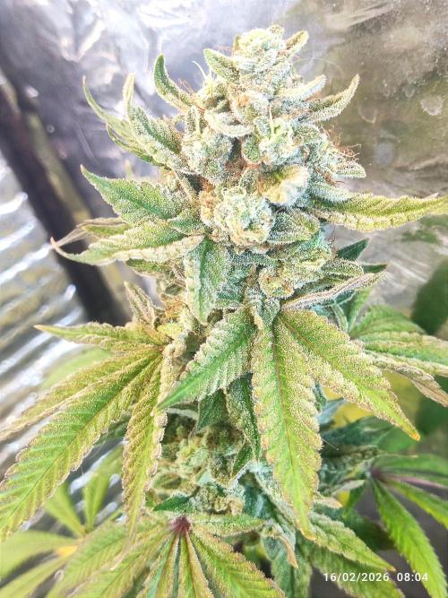 Choco Cream BSF. Week 16