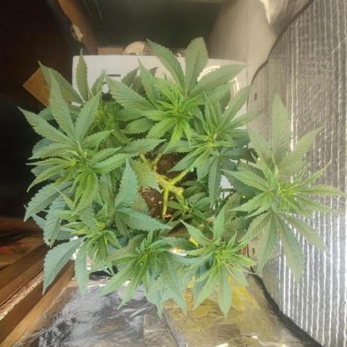 Choco Cream BSF. Week 5