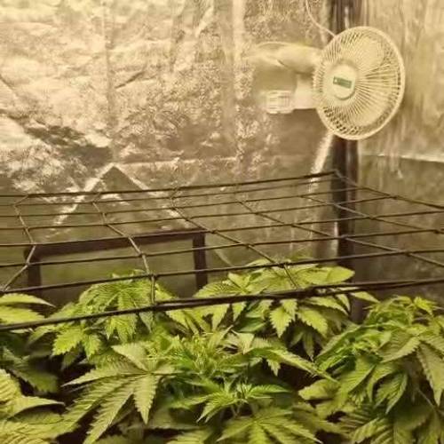 Zkittlez - Elpunto030.es