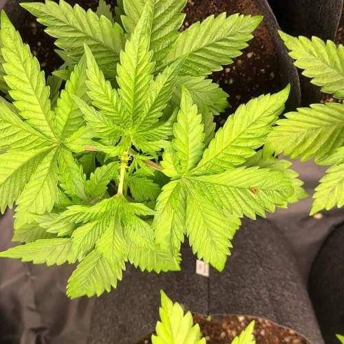 Zkittlez - Elpunto030.es