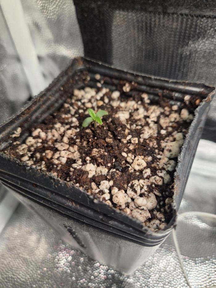 SSH - Indoor. Week 0