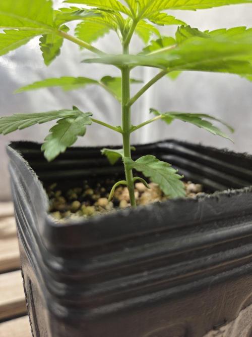 SSH - Indoor. Week 1