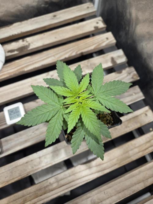 SSH - Indoor. Week 1