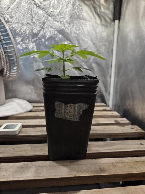 SSH - Indoor. Week 1