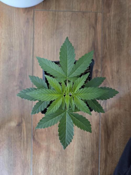 SSH - Indoor. Week 1