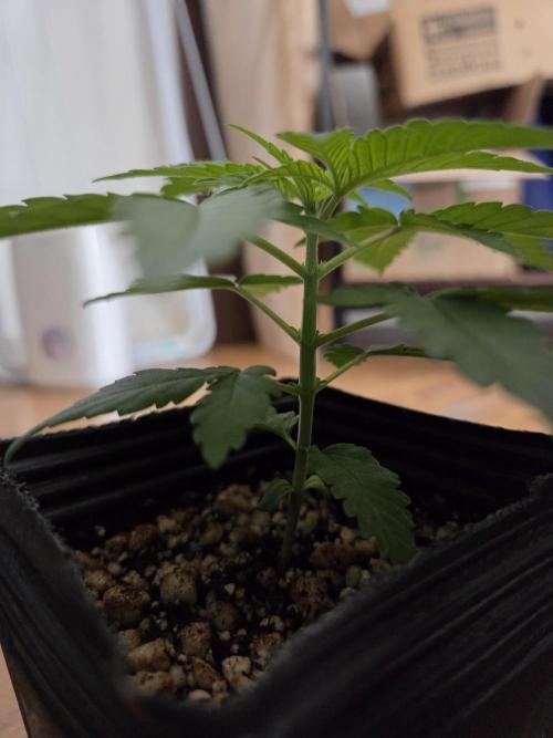 SSH - Indoor. Week 1
