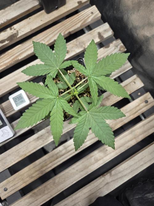 SSH - Indoor. Week 2