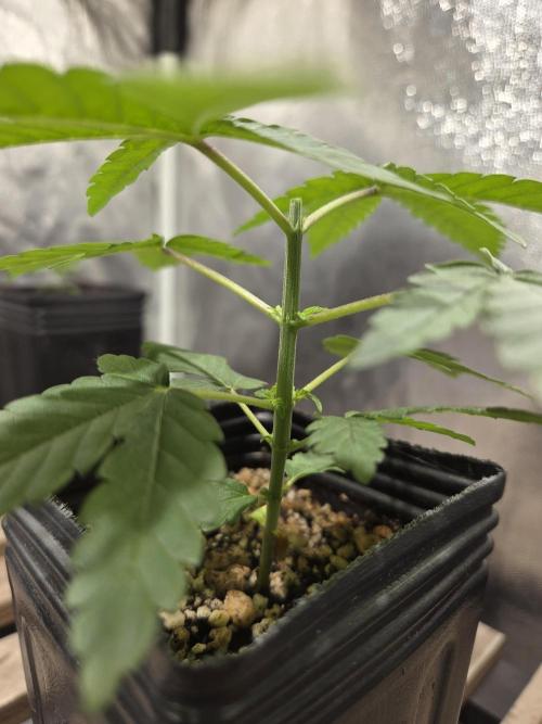 SSH - Indoor. Week 2