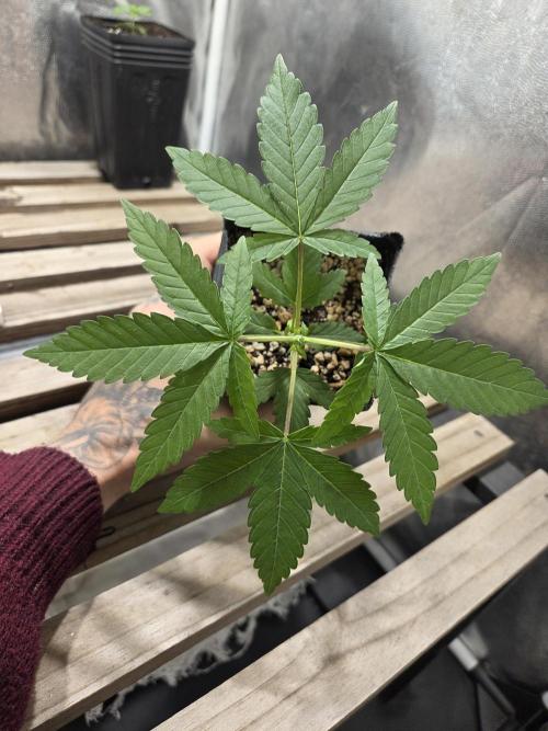 SSH - Indoor. Week 2