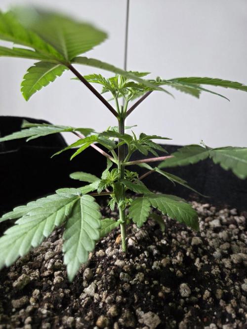 SSH - Indoor. Week 3