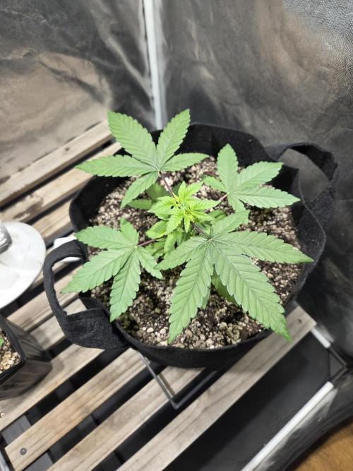 SSH - Indoor. Week 3