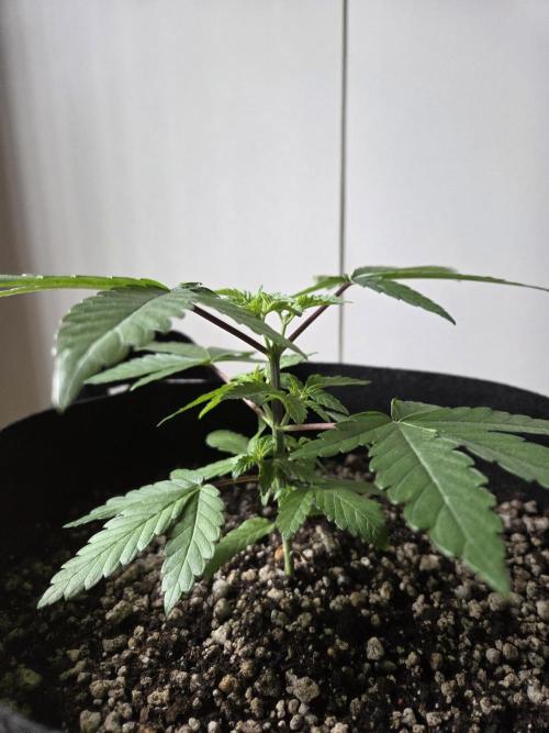 SSH - Indoor. Week 3