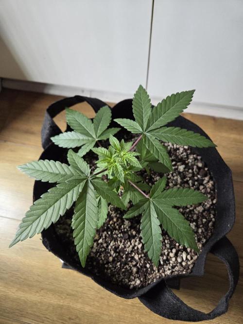 SSH - Indoor. Week 3