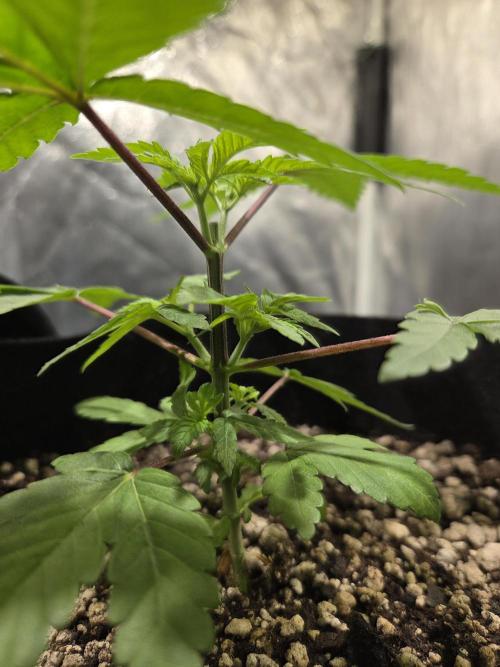SSH - Indoor. Week 3