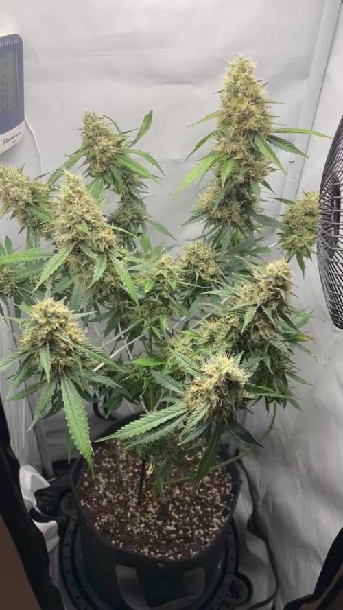 Skywalker