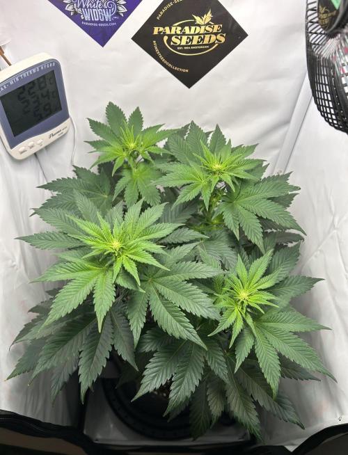 Le meilleur reste. Week 7 - D42