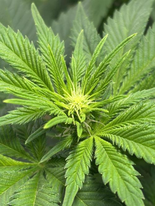 Le meilleur reste. Week 7