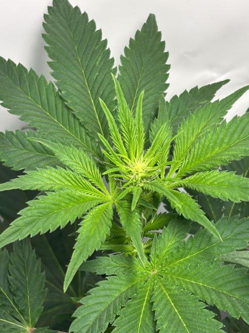 Le meilleur reste. Week 7