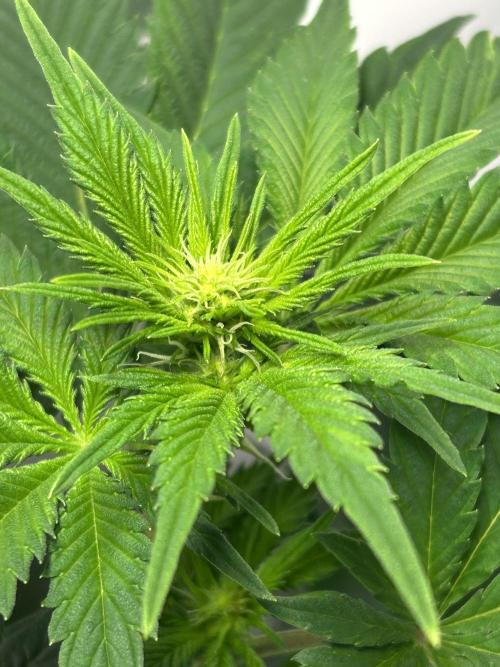 Le meilleur reste. Week 7