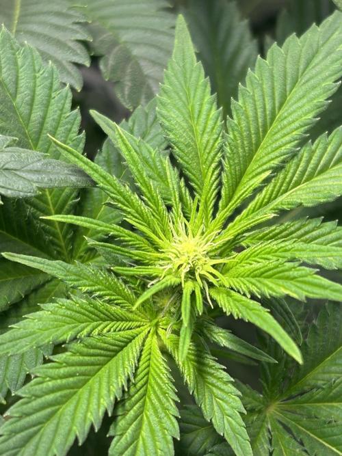 Le meilleur reste. Week 7