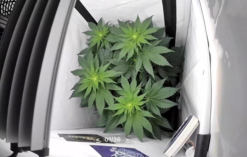 Le meilleur reste. Week 7 - D41