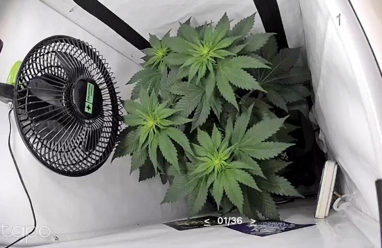 Le meilleur reste. Week 7 - D39