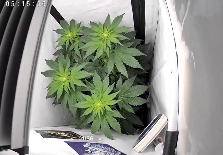 Le meilleur reste. Week 7 - D42