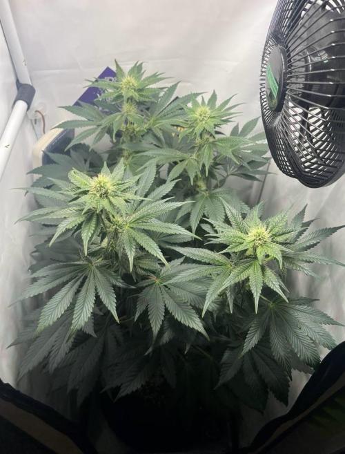 Le meilleur reste. Week 9 - real bloomimg-D14