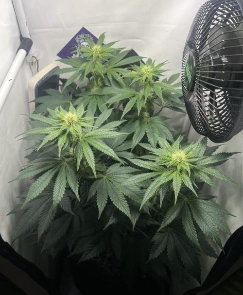 Le meilleur reste. Week 9