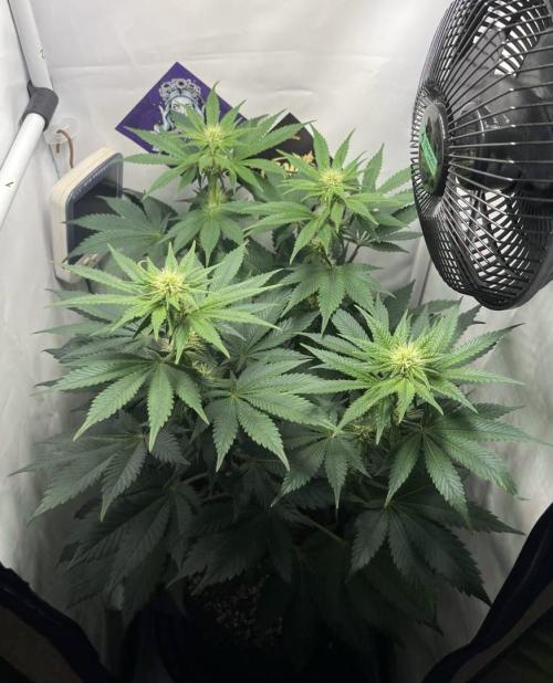 Le meilleur reste. Week 9