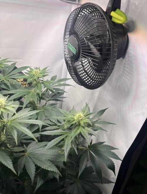 Le meilleur reste. Week 9