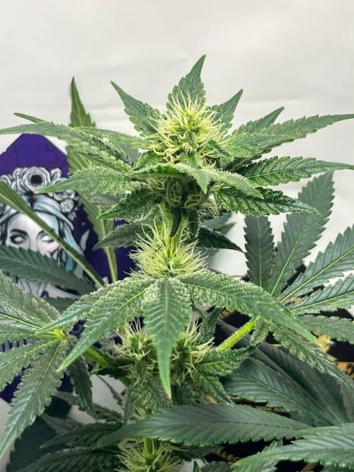 Le meilleur reste. Week 9 - Frozen Kingdom