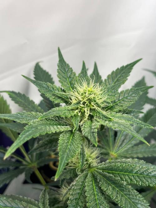 Le meilleur reste. Week 9