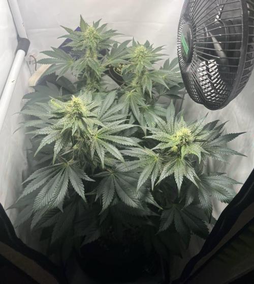 Le meilleur reste. Week 10 - Flower D21