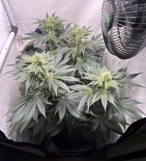 Le meilleur reste. Week 10 - FD18