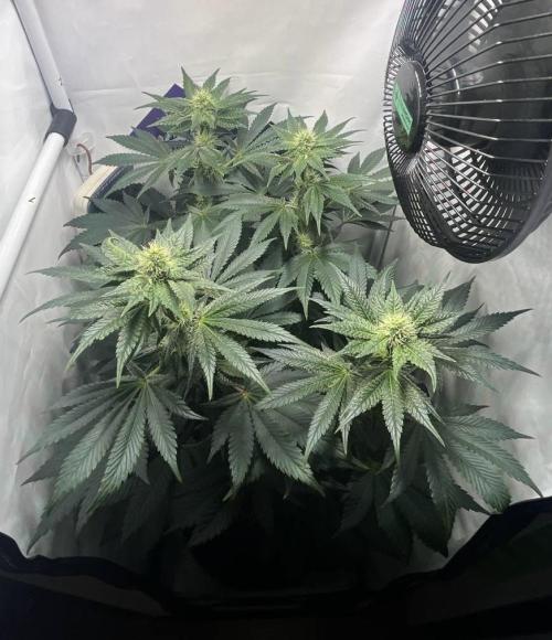 Le meilleur reste. Week 10 - FD16