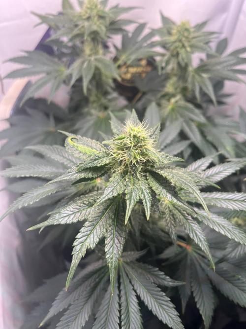 Le meilleur reste. Week 10 - Frozen