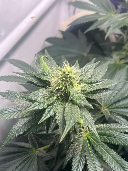 Le meilleur reste. Week 10