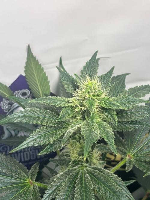 Le meilleur reste. Week 10