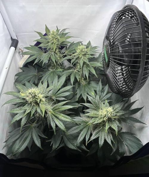 Le meilleur reste. Week 11 - D77,Flower D28