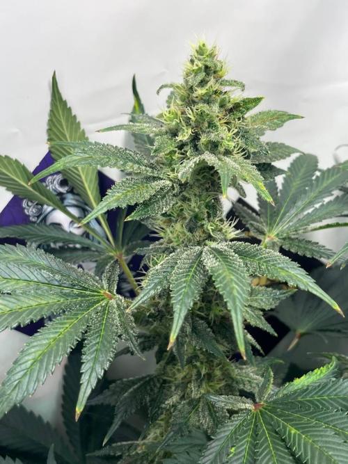 Le meilleur reste. Week 11